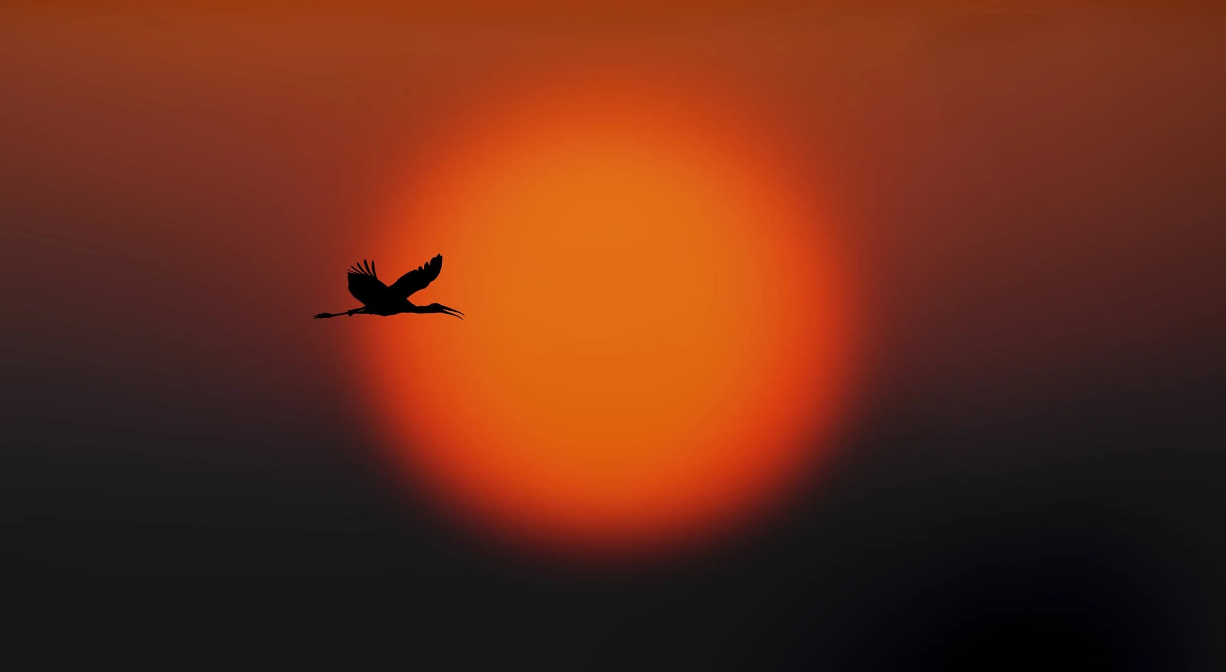 Nifty IP platform interface gallery preview